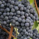 Reife, dunkle Trauben der Barbaresco Rebsorte hängen an einem sonnigen Weinberg.
