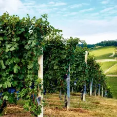Reife, dunkle Nebbiolo Trauben hängen an üppigen Rebstöcken, die sich über sonnenbeschienene Hügel erstrecken.