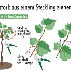 Anleitung zum Ziehen von Reben aus Stecklingen. Zeigt Mutterpflanze, wie man Stecklinge schneidet und vorbereitet.