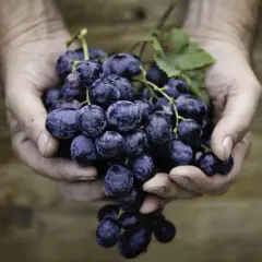 Hände halten eine reife Traube, die an einen **weißen Rotwein** erinnert.