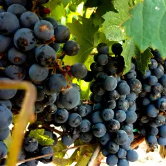 Reife, dunkle Malbec-Trauben hängen an einem sonnenbeschienenen Weinstock. Was ist Malbec? Eine rote Rebsorte, die für vollmundige Weine bekannt ist.