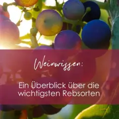 Sonnenbeschienene Trauben mit Text "Weinwissen: Ein Überblick über die wichtigsten Rebsorten". Erfahren Sie, wie viele Rebsorten es gibt.