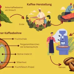 Der Weg des Kaffees: Von der Ernte roher Kaffeekirschen am Strauch über Fermentation und Röstung bis zum Genuss. So entsteht Kaffee.