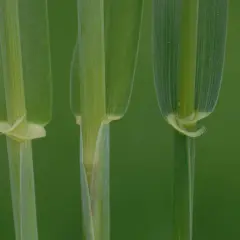 Drei grüne Halme von Getreide, die für die Herstellung von Wodka verwendet werden, wachsen im Feld.