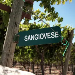 Schild mit der Aufschrift "SANGIOVESE" in einem Weinberg. Diese Rebsorte ist die Grundlage für viele berühmte italienische Weine, wie z.B. Chianti.