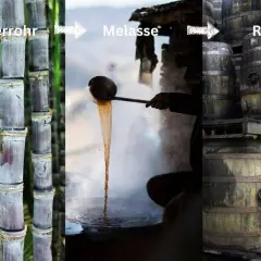 Zuckerrohr wird zu Melasse verarbeitet, aus der dann Rum in Fässern reift.