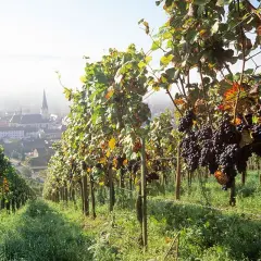 Reife Trauben von Pinot Noir reifen in einem deutschen Weinberg. Im Hintergrund liegt ein malerisches Dorf.