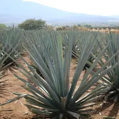 Agavenfelder in Mexiko, die Quelle, woraus ist Tequila. Die blauen Agavenpflanzen wachsen in Reihen unter blauem Himmel.