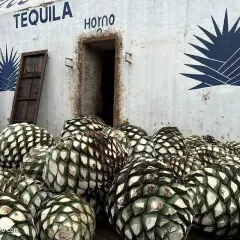 Ein Berg von blauen Agavenherzen liegt vor einem Gebäude mit der Aufschrift "TEQUILA HORNO".