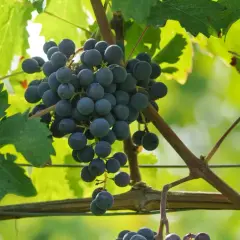 Reife Cabernet Franc Trauben hängen an der Rebe, umgeben von grünen Blättern.