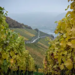 Herbstliche Weinberge mit gelben Blättern, die eine autochthone Rebsorte zeigen. Ein Fluss schlängelt sich durch das Tal.