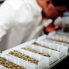 Mann in weißem Kittel prüft Kaffeebohnen. Dies ist ein Schritt, um zu verstehen, wie wird kaffee entkoffeiniert, bevor er geröstet wird.