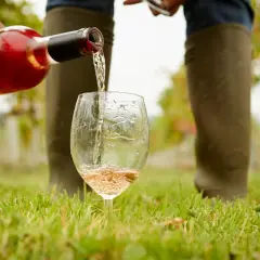 Roséwein aus Pinot Noir Trauben wird in ein Glas gegossen, im Weinberg.