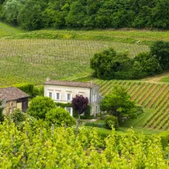 Grüne Weinberge erstrecken sich über Hügel, mit einem Haus und Scheune im Zentrum. Dies ist ein typisches Bild von Bordeaux, wo Wein angebaut wird.