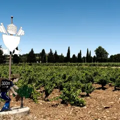 Weinberge in Châteauneuf-du-Pape mit einem Schild, das auf 300m hinweist.