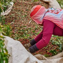 Kaffeebohnen werden von einer Person in Säcke gefüllt. Dieses Bild erinnert an die Länder, welches Land produziert am meisten Kaffee, wie Brasilien.