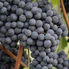 Reife, dunkle Trauben der Barbaresco Rebsorte hängen an einem sonnigen Weinberg.