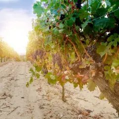 Reife Trauben an einem sonnigen Tag in einem Weinberg in Rioja, Spanien. Der perfekte Ort für exzellenten Wein.