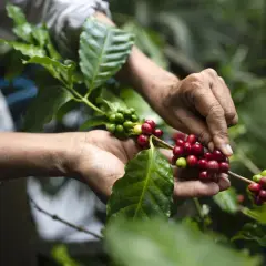 Hände ernten reife Kaffeekirschen auf einer Kaffeeplantage. Grüne und rote Beeren hängen an Zweigen.