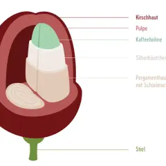 Schnitt einer Kaffeekirsche zeigt, wie wird Kaffee angebaut: Kirschhaut, Pulpe, Kaffeebohne, Silberhäutchen, Pergamenthaut mit Schleimschicht und Stiel.