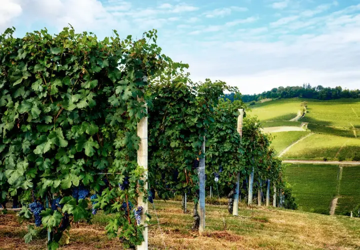 Reife, dunkle Nebbiolo Trauben hängen an üppigen Rebstöcken, die sich über sonnenbeschienene Hügel erstrecken.