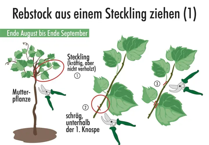 Anleitung zum Ziehen von Reben aus Stecklingen. Zeigt Mutterpflanze, wie man Stecklinge schneidet und vorbereitet.