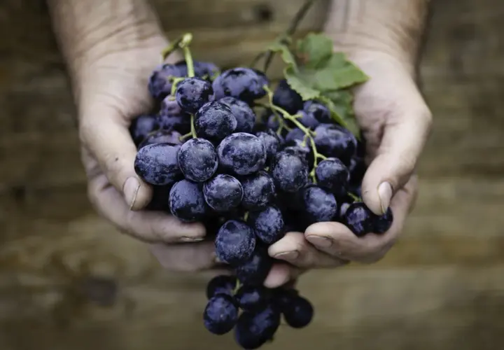 Hände halten eine reife Traube, die an einen **weißen Rotwein** erinnert.