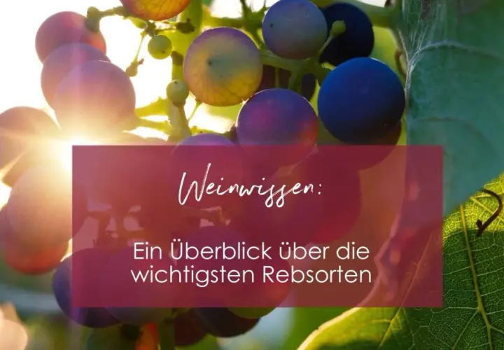 Sonnenbeschienene Trauben mit Text "Weinwissen: Ein Überblick über die wichtigsten Rebsorten". Erfahren Sie, wie viele Rebsorten es gibt.