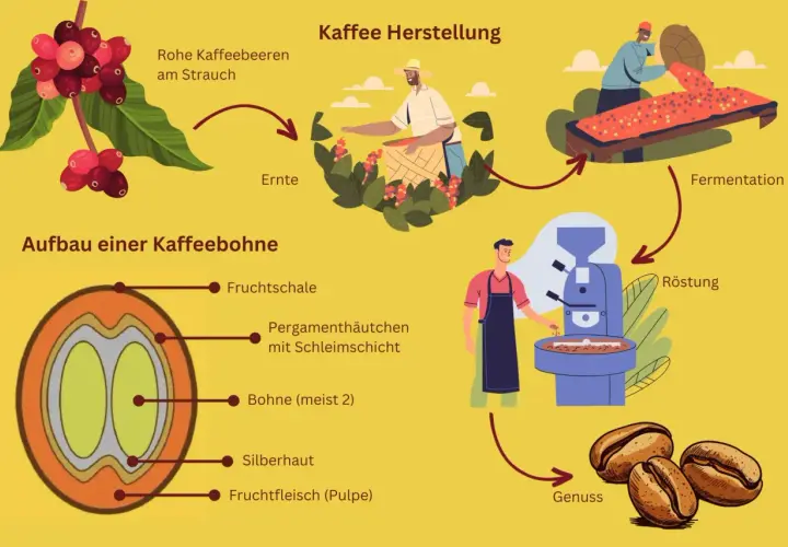 Der Weg des Kaffees: Von der Ernte roher Kaffeekirschen am Strauch über Fermentation und Röstung bis zum Genuss. So entsteht Kaffee.