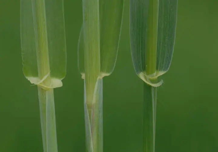Drei grüne Halme von Getreide, die für die Herstellung von Wodka verwendet werden, wachsen im Feld.