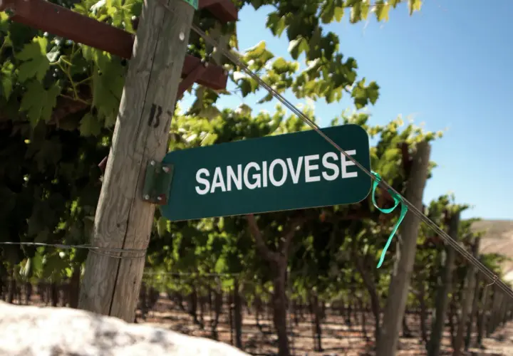 Schild mit der Aufschrift "SANGIOVESE" in einem Weinberg. Diese Rebsorte ist die Grundlage für viele berühmte italienische Weine, wie z.B. Chianti.
