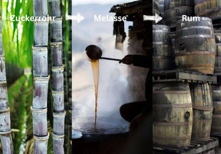 Zuckerrohr wird zu Melasse verarbeitet, aus der dann Rum in Fässern reift.