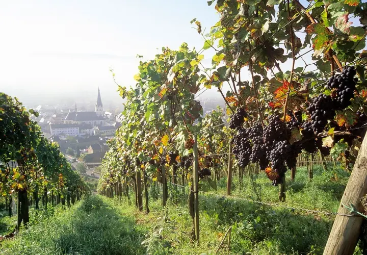 Reife Trauben von Pinot Noir reifen in einem deutschen Weinberg. Im Hintergrund liegt ein malerisches Dorf.
