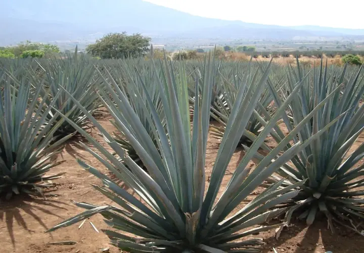 Agavenfelder in Mexiko, die Quelle, woraus ist Tequila. Die blauen Agavenpflanzen wachsen in Reihen unter blauem Himmel.