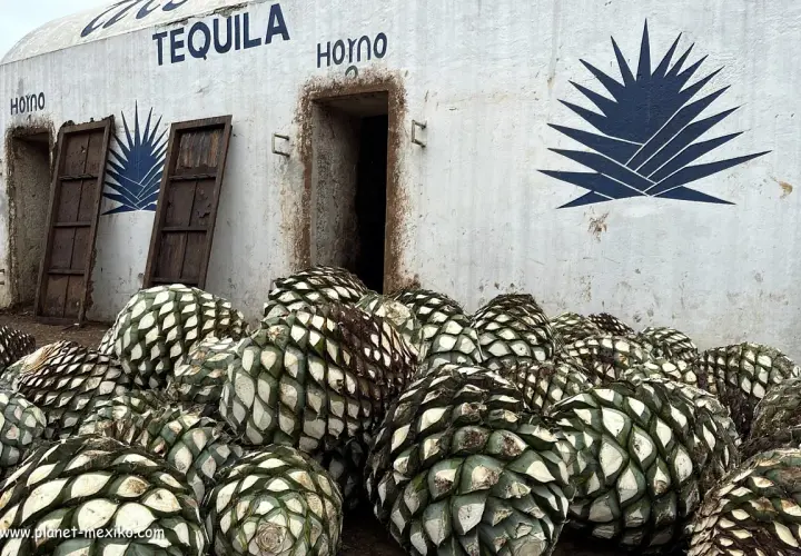 Ein Berg von blauen Agavenherzen liegt vor einem Gebäude mit der Aufschrift "TEQUILA HORNO".