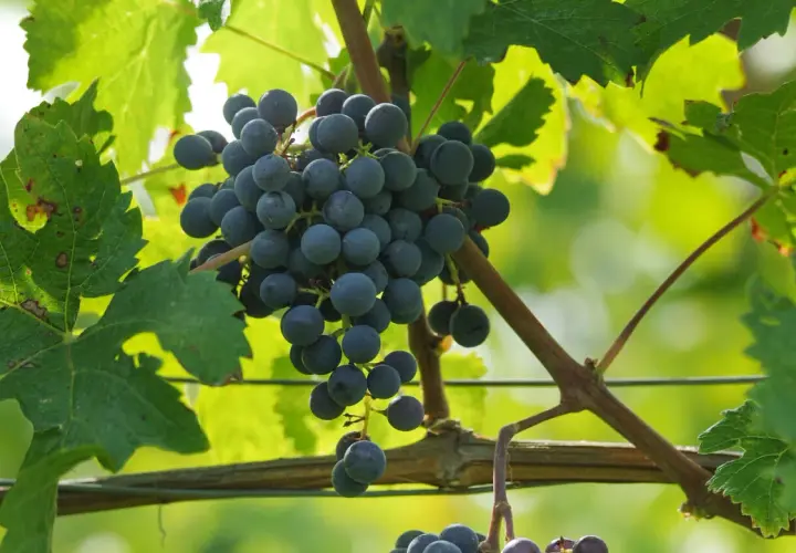Reife Cabernet Franc Trauben hängen an der Rebe, umgeben von grünen Blättern.