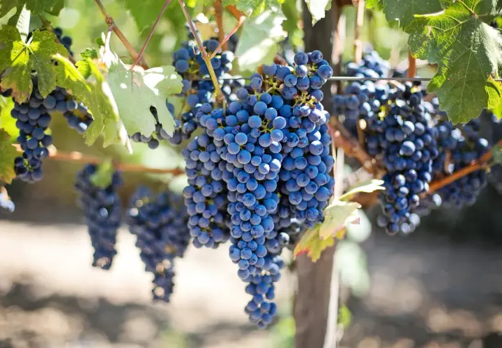 Reife, blaue Trauben hängen an einem sonnigen Weinberg. Verschiedene Trauben sorten reifen hier nebeneinander.