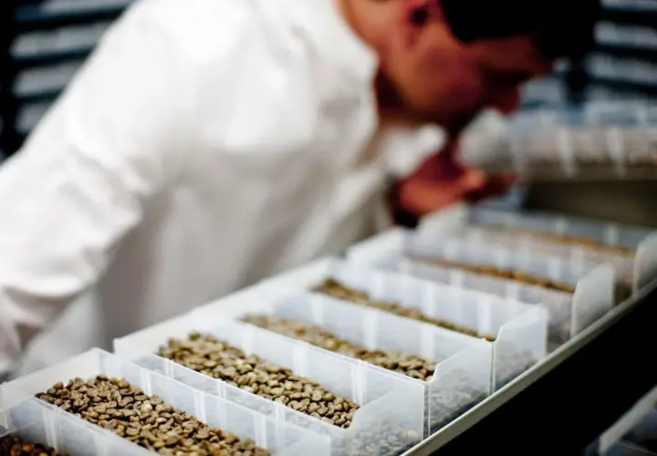 Mann in weißem Kittel prüft Kaffeebohnen. Dies ist ein Schritt, um zu verstehen, wie wird kaffee entkoffeiniert, bevor er geröstet wird.