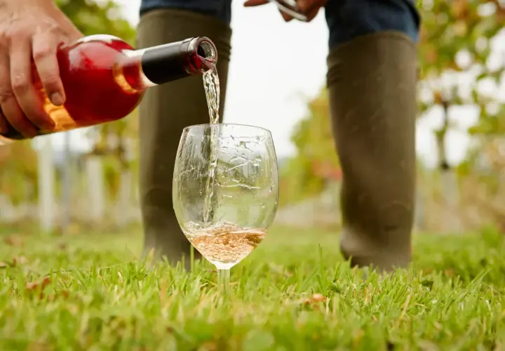 Roséwein aus Pinot Noir Trauben wird in ein Glas gegossen, im Weinberg.