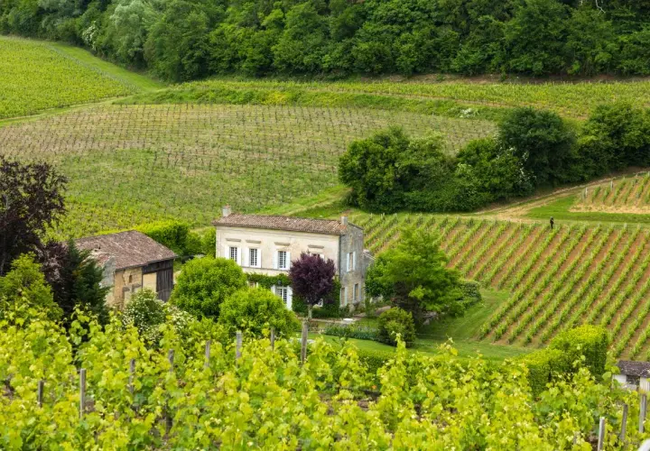 Grüne Weinberge erstrecken sich über Hügel, mit einem Haus und Scheune im Zentrum. Dies ist ein typisches Bild von Bordeaux, wo Wein angebaut wird.