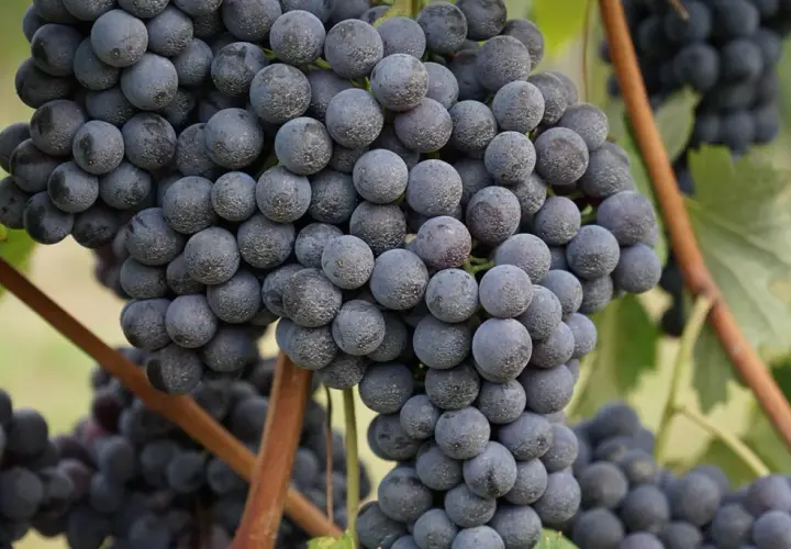 Reife, dunkle Trauben der Barbaresco Rebsorte hängen an einem sonnigen Weinberg.