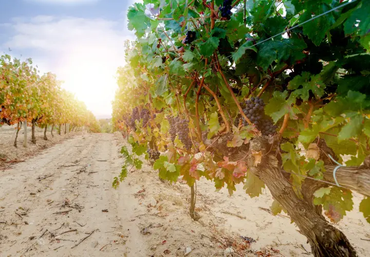 Reife Trauben an einem sonnigen Tag in einem Weinberg in Rioja, Spanien. Der perfekte Ort für exzellenten Wein.