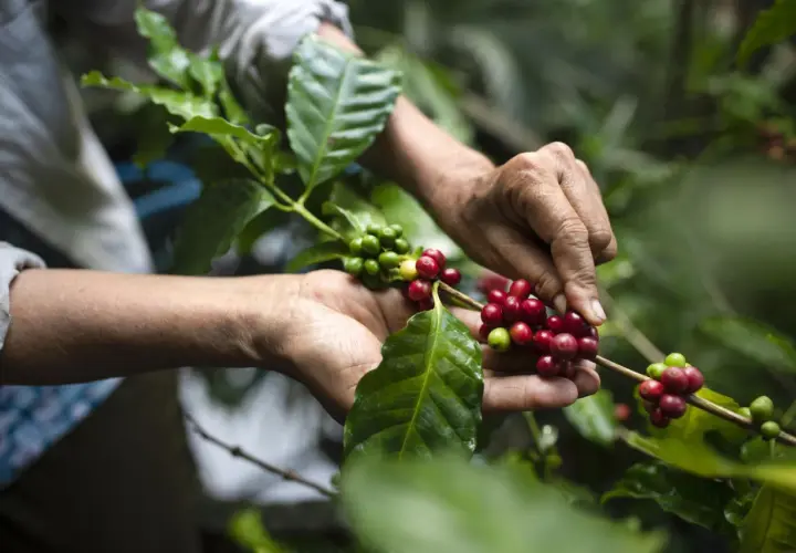 Hände ernten reife Kaffeekirschen auf einer Kaffeeplantage. Grüne und rote Beeren hängen an Zweigen.