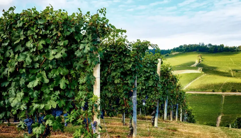 Reife, dunkle Nebbiolo Trauben hängen an üppigen Rebstöcken, die sich über sonnenbeschienene Hügel erstrecken.