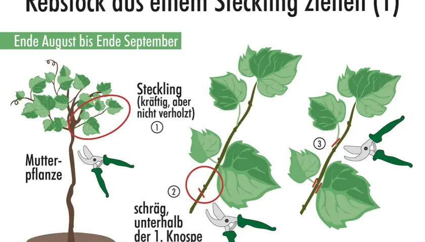 Anleitung zum Ziehen von Reben aus Stecklingen. Zeigt Mutterpflanze, wie man Stecklinge schneidet und vorbereitet.