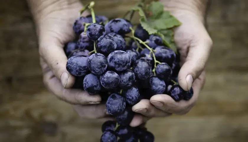 Hände halten eine reife Traube, die an einen **weißen Rotwein** erinnert.