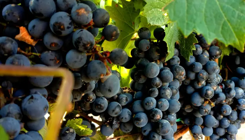 Reife, dunkle Malbec-Trauben hängen an einem sonnenbeschienenen Weinstock. Was ist Malbec? Eine rote Rebsorte, die für vollmundige Weine bekannt ist.