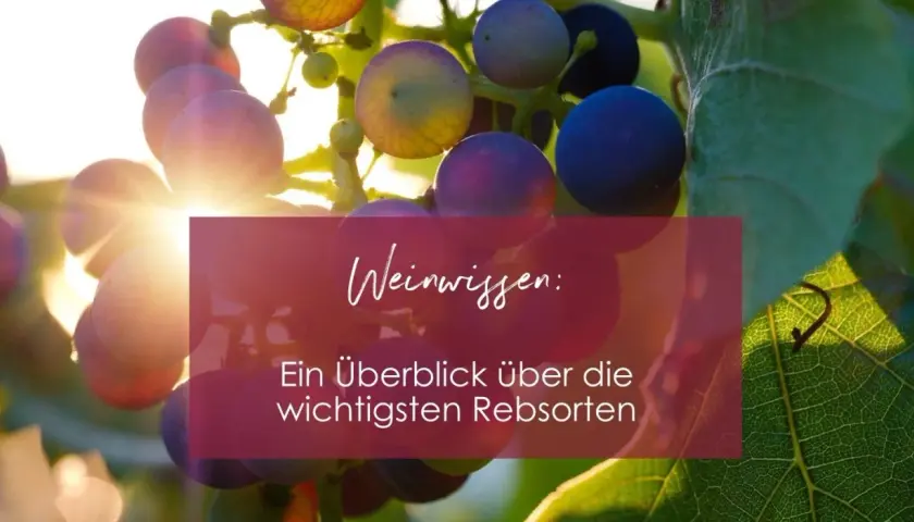 Sonnenbeschienene Trauben mit Text "Weinwissen: Ein Überblick über die wichtigsten Rebsorten". Erfahren Sie, wie viele Rebsorten es gibt.