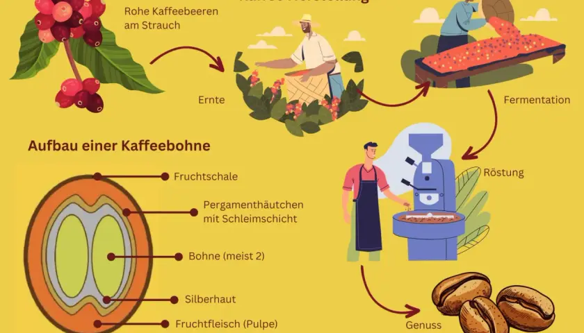 Der Weg des Kaffees: Von der Ernte roher Kaffeekirschen am Strauch über Fermentation und Röstung bis zum Genuss. So entsteht Kaffee.