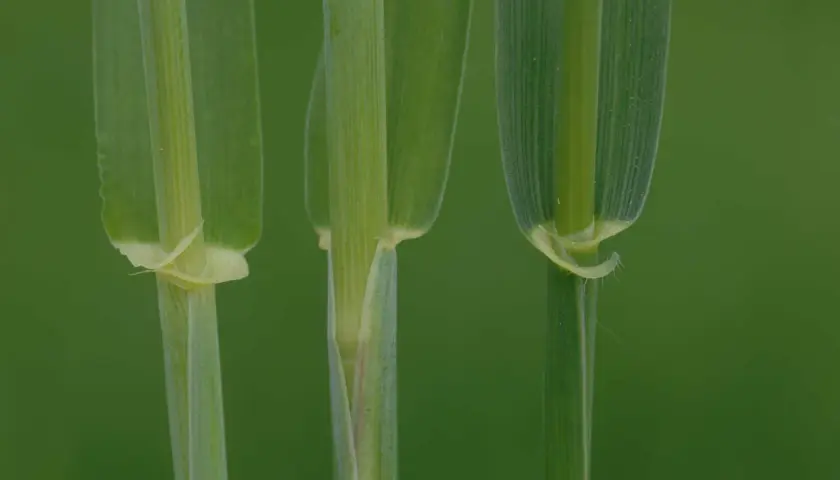 Drei grüne Halme von Getreide, die für die Herstellung von Wodka verwendet werden, wachsen im Feld.